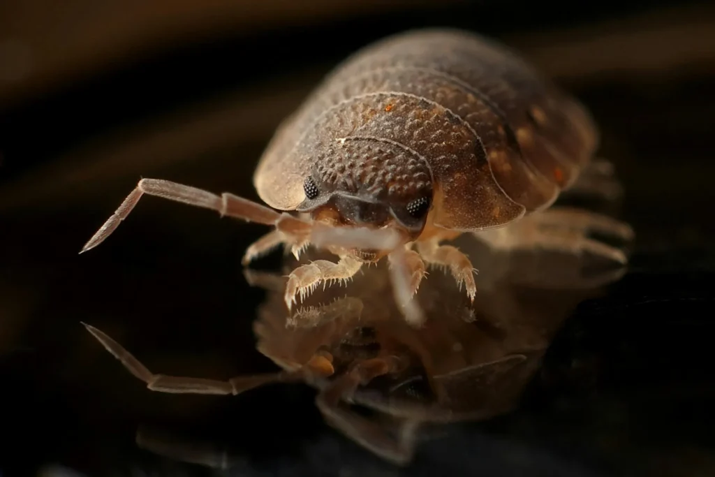 Bed-Bug-Treatment - Smithtown Best Pest Pros | Smithtown, NY | 631-735-6118